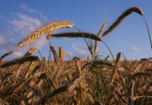 Deveron, Airinov Offer UAS-Based Data Solutions for North American Growers barley