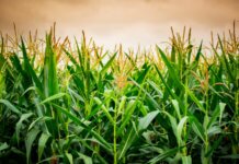 Acquisition Expands Deveron UAS’ Reach in U.S. Ag Market
