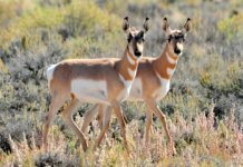 USDA Funds UAV Projects for Natural Resource Conservation