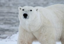 New Boeing-Led Consortium Focuses on Remote Sensing in the Arctic